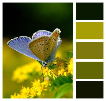 Butterfly Flowers Common Blue Butterfly Image